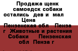 ♥♥♥Продажа щенк.самоедск.собаки:остались-1дев.и 1мал ♥♥♥ › Цена ­ 20 000 - Пензенская обл., Пенза г. Животные и растения » Собаки   . Пензенская обл.,Пенза г.